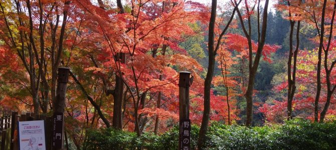 神戸市立森林植物園の紅葉 気ままに遊